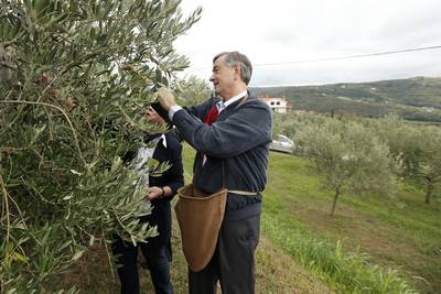 Predsednik republike dr. Danilo Türk se je udeležil tradicionalne prireditve "Obiranje oljke županov – oljke povezovanja" (foto: Stanko Gruden/STA)