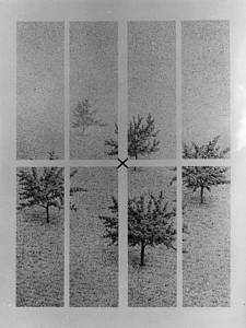 Krajina z drevesi, 1976